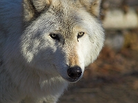 Arctic Wolf 013